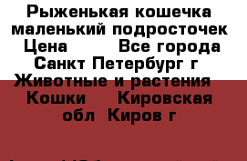 Рыженькая кошечка маленький подросточек › Цена ­ 10 - Все города, Санкт-Петербург г. Животные и растения » Кошки   . Кировская обл.,Киров г.